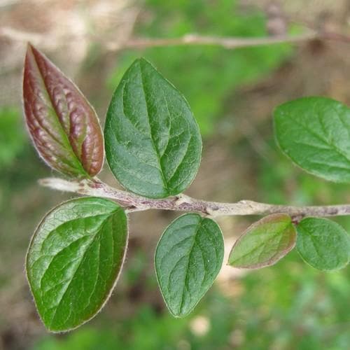 Cotoneaster dielsianus - Future Forests