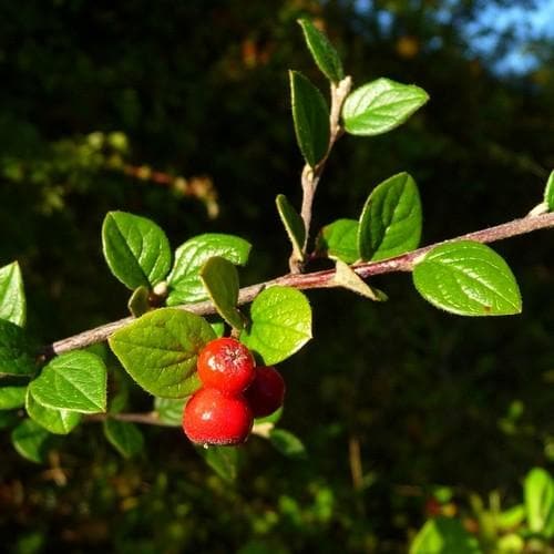 Cotoneaster dielsianus - Future Forests