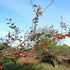 Cotoneaster simonsii - Future Forests