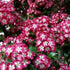 Crataegus Crimson Cloud - Future Forests