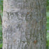 Crataegus chinensis syn. pinnatifida - Future Forests