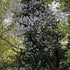 Crataegus persimilis Prunifolia - Future Forests