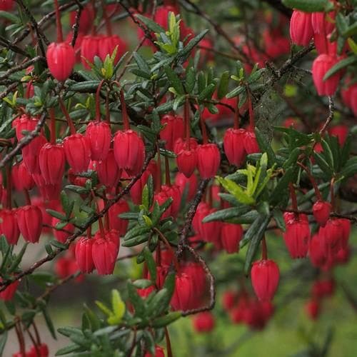 Crinodendron hookerianum - Future Forests