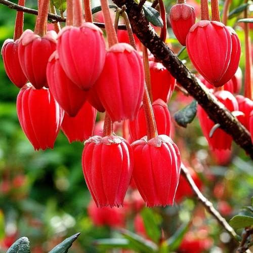Crinodendron hookerianum - Future Forests