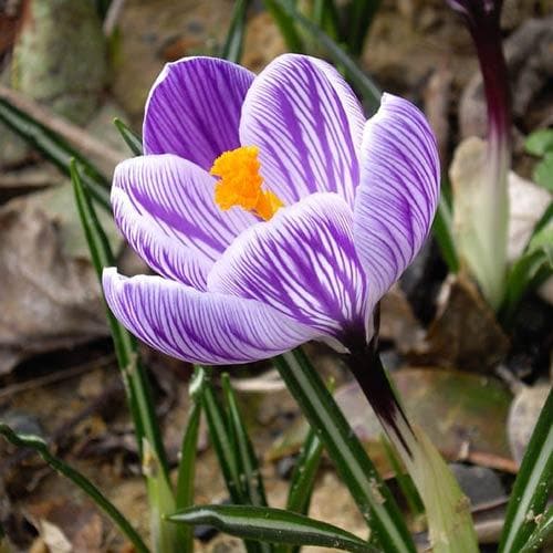 Crocus vernus Pickwick - Future Forests