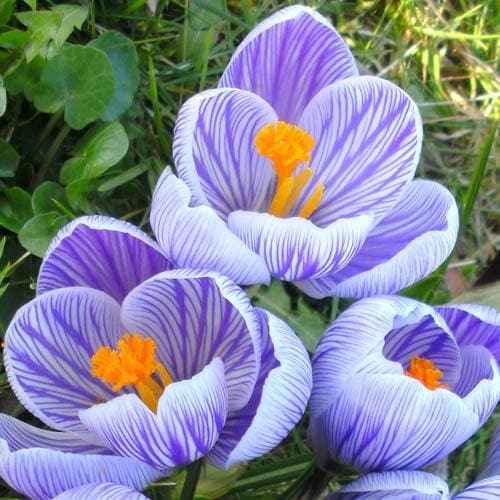 Crocus vernus Pickwick - Future Forests