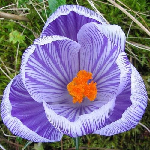 Crocus vernus Pickwick - Future Forests