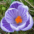 Crocus vernus Pickwick - Future Forests