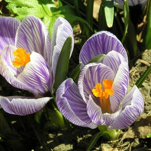 Crocus vernus Pickwick - Future Forests