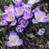 Crocus vernus Pickwick - Future Forests