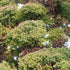 Cryptomeria japonica Bandai-sugi - Future Forests