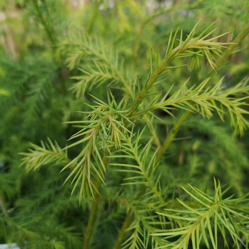 Cryptomeria japonica - Japanese Cedar