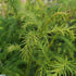 Cryptomeria japonica - Japanese Cedar