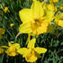 Daffodil California