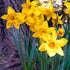 Daffodil California