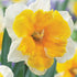 Daffodil Orangery