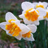 Daffodil Orangery