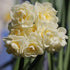 Daffodil (Narcissi) Erlicheer