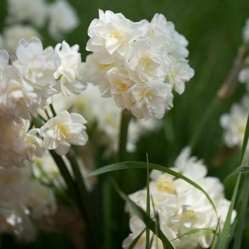 Daffodil (Narcissi) Erlicheer