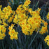 Daffodil (Narcissi) Grand Soleil d’Or