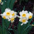 Daffodil (Narcissi) Minnow