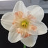 Daffodil Pink Wonder