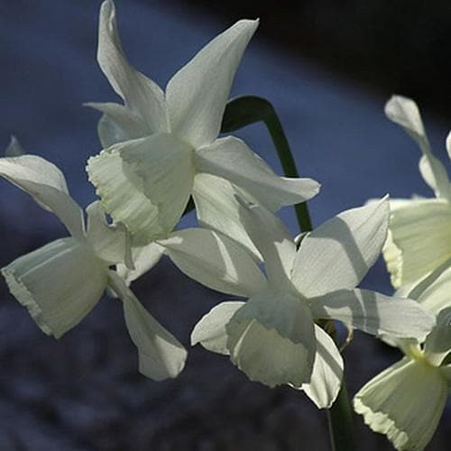 Daffodil (Narcissi) Thalia