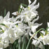 Daffodil (Narcissi) Thalia