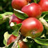 Apple Devonshire Quarrenden - Future Forests