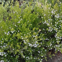 Diosma ericoides Sunset Gold – Future Forests