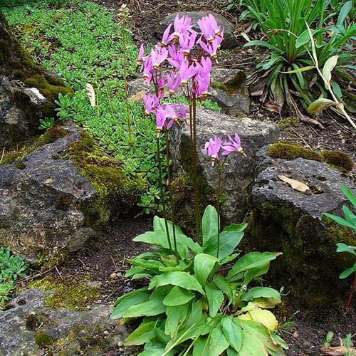 Dodecatheon meadia