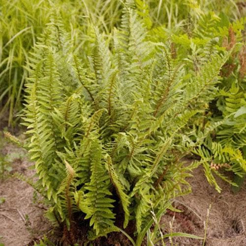 Dryopteris affinis Pinderi