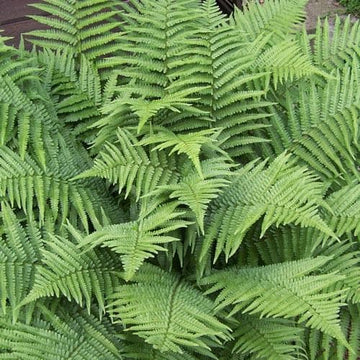 Dryopteris filix-mas – Future Forests