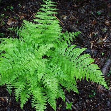 Dryopteris filix-mas – Future Forests