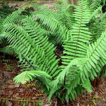 Dryopteris wallichiana – Future Forests