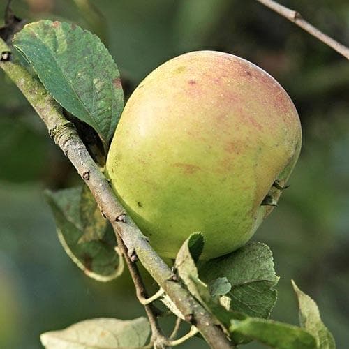 Apple Dunkerton Late Sweet - Future Forests