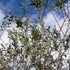 Eucalyptus parvula (parvifolia)