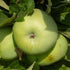 Apple Ecklinville Seedling - Future Forests