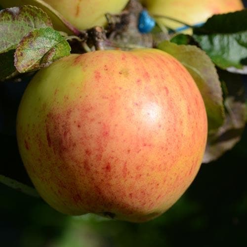 Apple Ecklinville Seedling - Future Forests