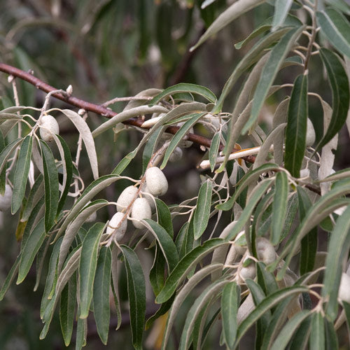 Elaeagnus angustifolia