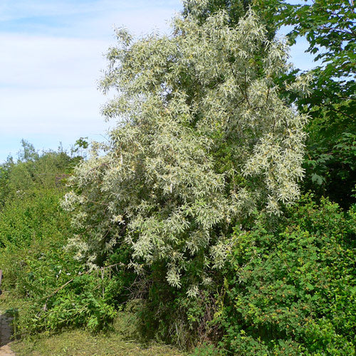 Elaeagnus angustifolia