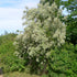 Elaeagnus angustifolia