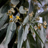 Elaeagnus angustifolia