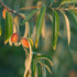 Elaeagnus angustifolia
