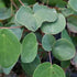 Epimedium grandiflora Lilafee - Future Forests