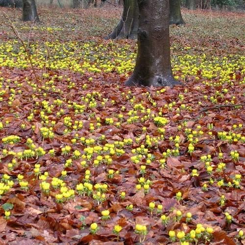 Eranthis hyemalis - Winter Aconite - Future Forests