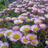 Erigeron glaucus Sea Breeze