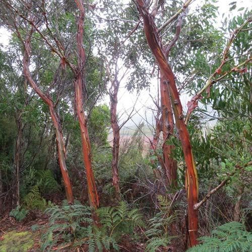 Eucalyptus coccifera - Future Forests