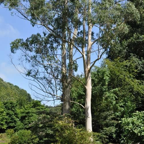 Eucalyptus dalrympleana - Future Forests