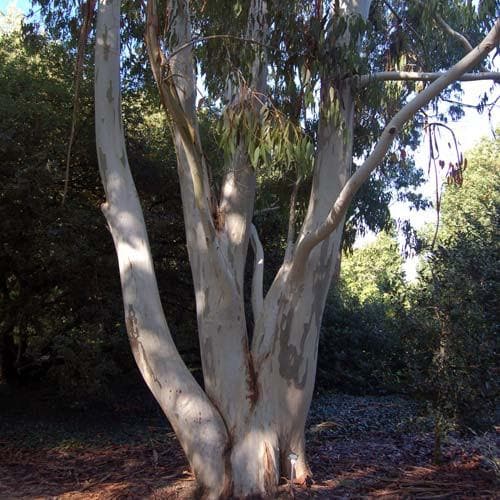 Eucalyptus dalrympleana - Future Forests